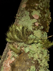 Tillandsia tricholepis