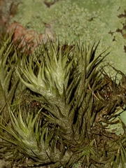 Tillandsia tricholepis