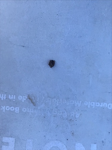 iNaturalist observation photo of Pacific Coast Tick