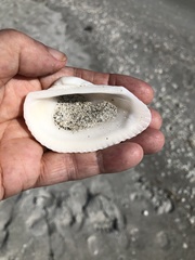 Anadara secticostata