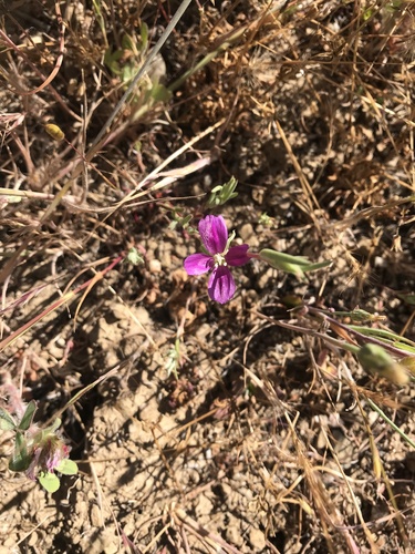 iNaturalist observation photo of Winecup Clarkia
