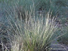 Juncus inflexus