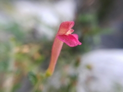 Scutellaria suffrutescens
