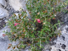Scutellaria suffrutescens