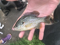 Lepomis gibbosus × cyanellus