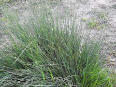 Juncus inflexus