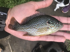 Lepomis gibbosus × cyanellus