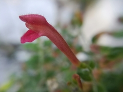 Scutellaria suffrutescens