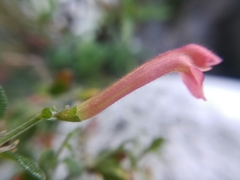 Scutellaria suffrutescens