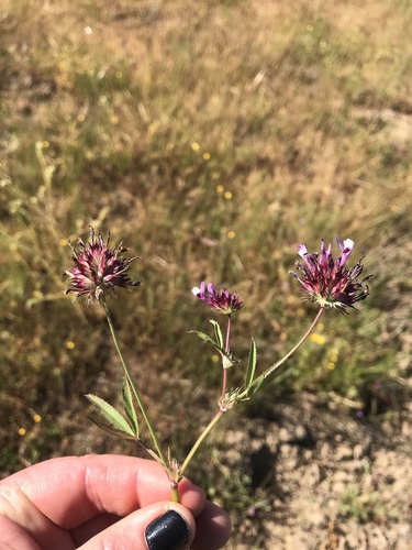 iNaturalist observation photo of tomcat clover