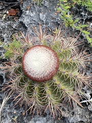Melocactus macracanthos