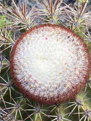 Melocactus macracanthos