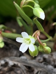 Montia linearis