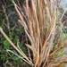 Buchanan's Sedge - Photo (c) alice_shanks, some rights reserved (CC BY-NC), uploaded by Alice Shanks
