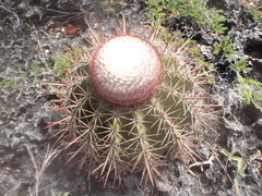 Melocactus macracanthos