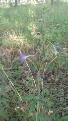 Delphinium alabamicum