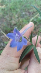 Delphinium alabamicum