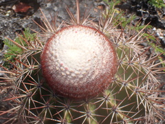 Melocactus macracanthos