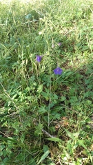 Delphinium alabamicum
