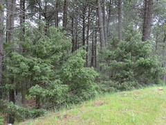 Juniperus oxycedrus badia