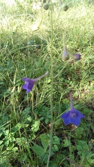 Delphinium alabamicum