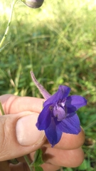 Delphinium alabamicum