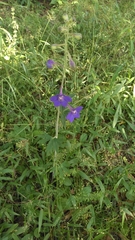 Delphinium alabamicum
