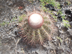 Melocactus macracanthos