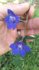 Delphinium alabamicum