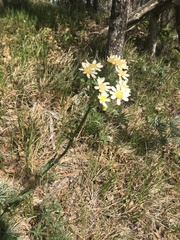 Senecio integerrimus ochroleucus