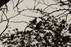 Zenaida asiatica asiatica