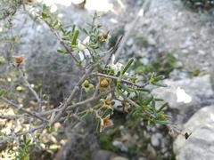 Fendlera linearis