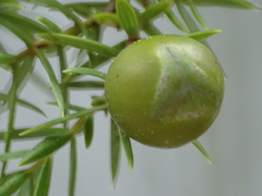 Juniperus oxycedrus badia