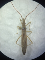 Protenor belfragei