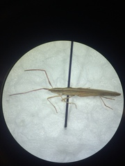 Protenor belfragei