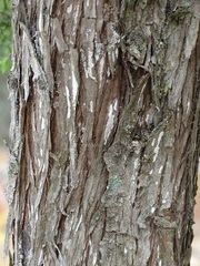 Juniperus oxycedrus badia