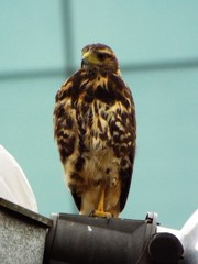 Parabuteo unicinctus