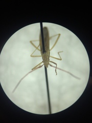 Protenor belfragei
