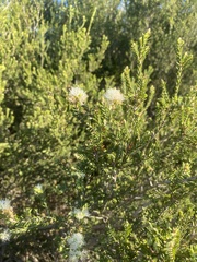 Melaleuca halmaturorum