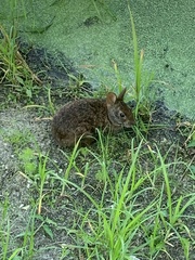 Sylvilagus palustris