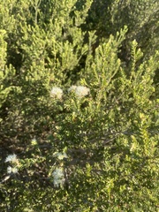 Melaleuca halmaturorum