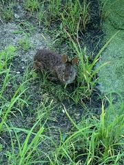 Sylvilagus palustris