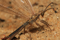 Creoleon lugdunensis