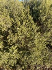 Melaleuca halmaturorum