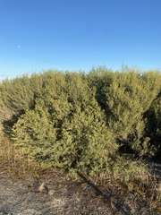 Melaleuca halmaturorum