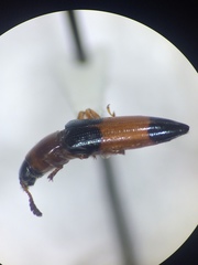 Languria trifasciata