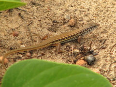 Ctenotus spaldingi