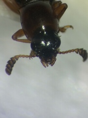 Languria trifasciata