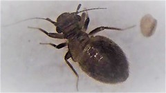 Lepinotus