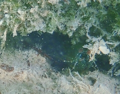 Hoplocarida